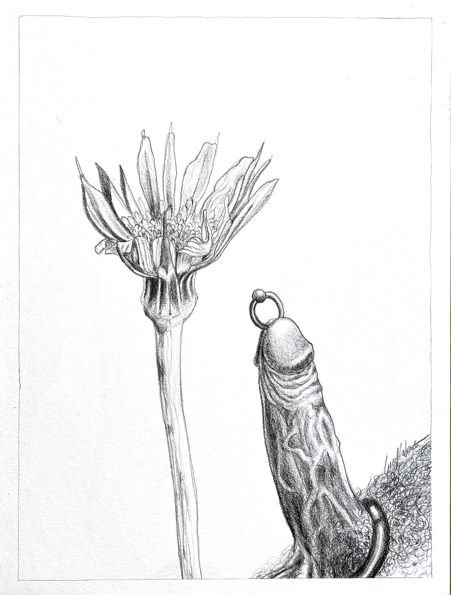 Wild Flower